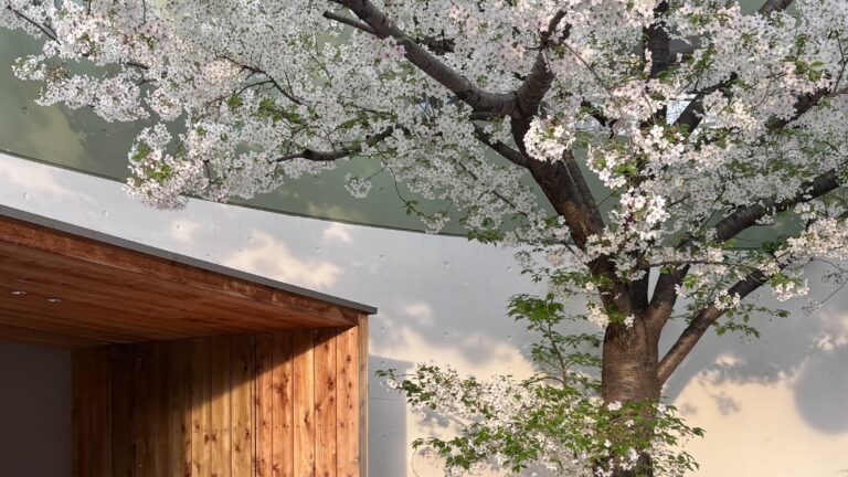 【代官山カフェ】桜を見ながらミシュラン星付きスイーツを味わえるカフェ