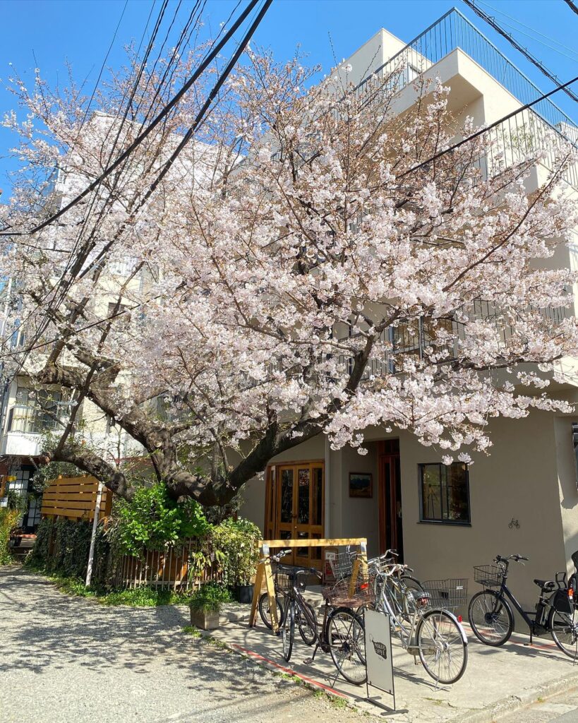大人気コーヒーショップPADDLERSの目の前に咲く桜