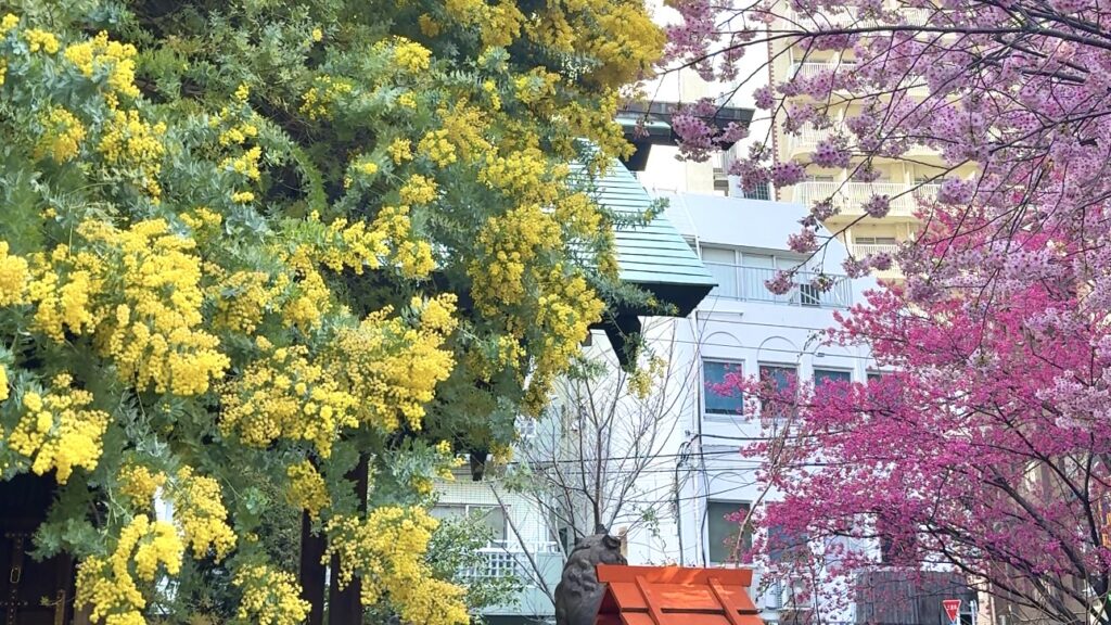 蔵前神社の境内に咲く満開の河津桜とミモザ|ピンクと黄色の春の共演