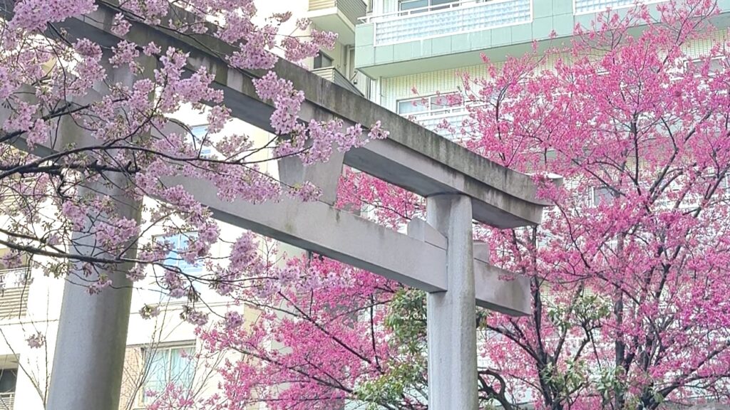 蔵前神社の寒緋桜(カンヒザクラ)|濃いピンク色が特徴的な早咲き桜